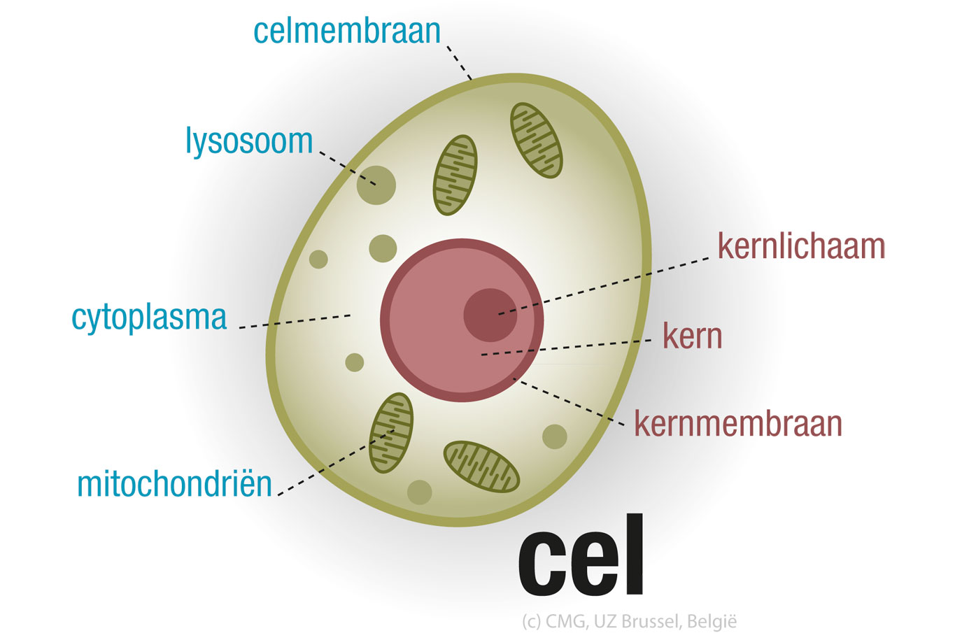 Schematische opbouw dierlijke cellen