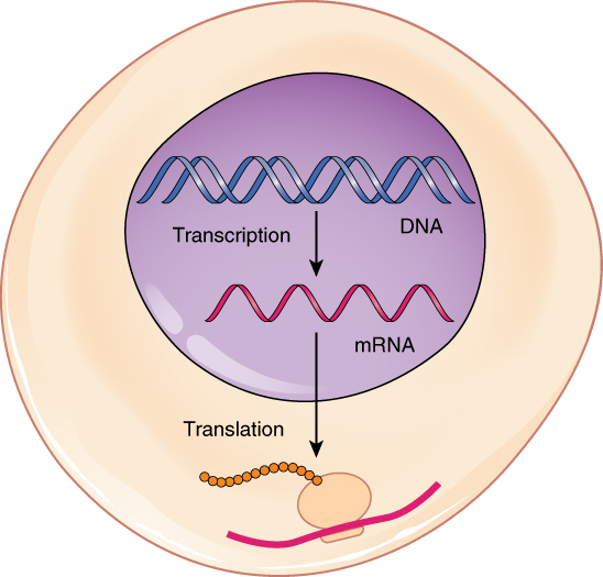 mRNA werking binnen cel. Het ovaaltje onderin met twee ketens stelt een ribosoom voor.